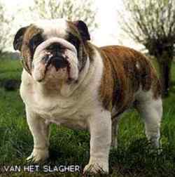 English bulldog : CH Bagheera V.H. Slaghek